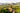 Cuban cigars overlooking Cuban tobacco fields